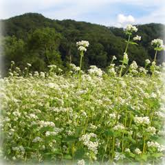 63f5ba72-3996-4fd4-8799-0c65f99ca61a